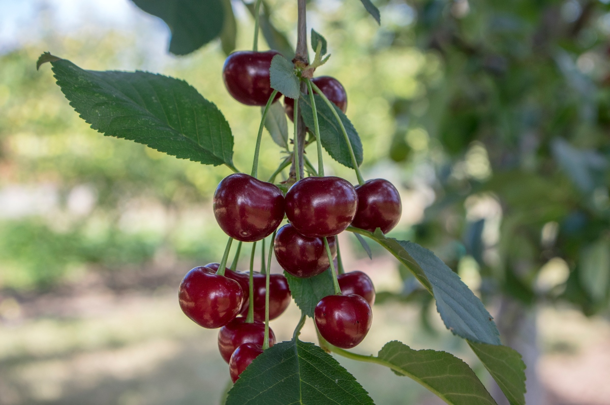 Tart cherries close-up on hte brantch