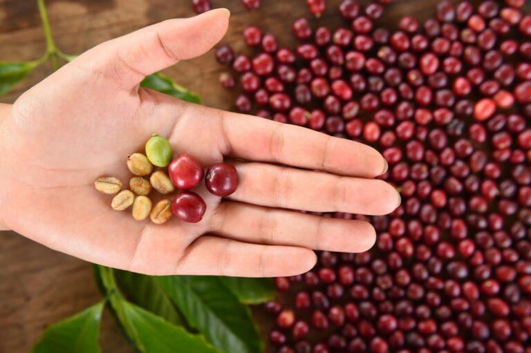 Hand holding coffee beans in the palm of the hand with stacked coffee berries in the backgruound