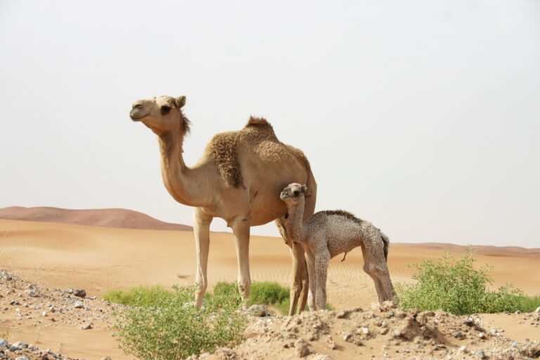 A mother camel stands in the desert with her you camel offspring