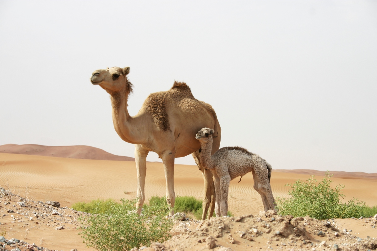 Four Surprising Health Benefits of Camel Milk - Erin Palinski-Wade