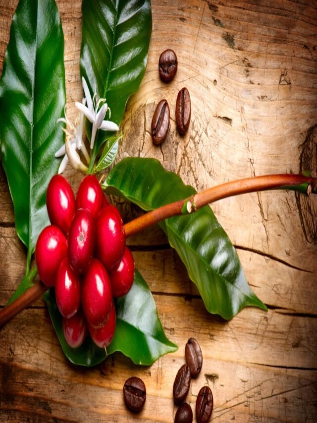 Coffee Berry Health Benefits