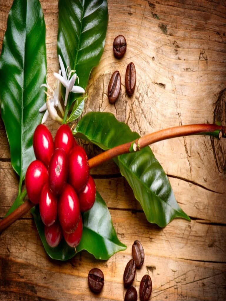 Coffee Berry Health Benefits