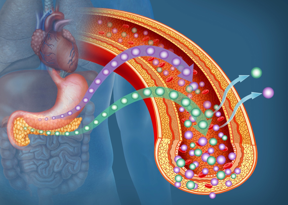 An animated illustration of pancreas working