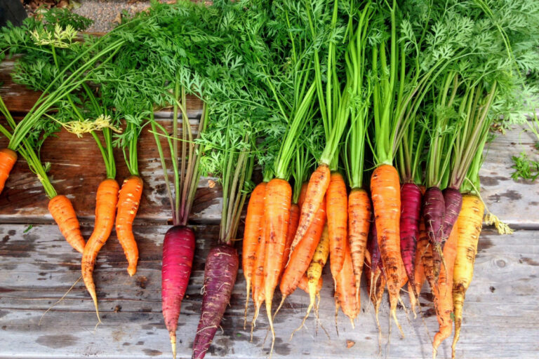 Various sorts of raw carrots on a wooden surface