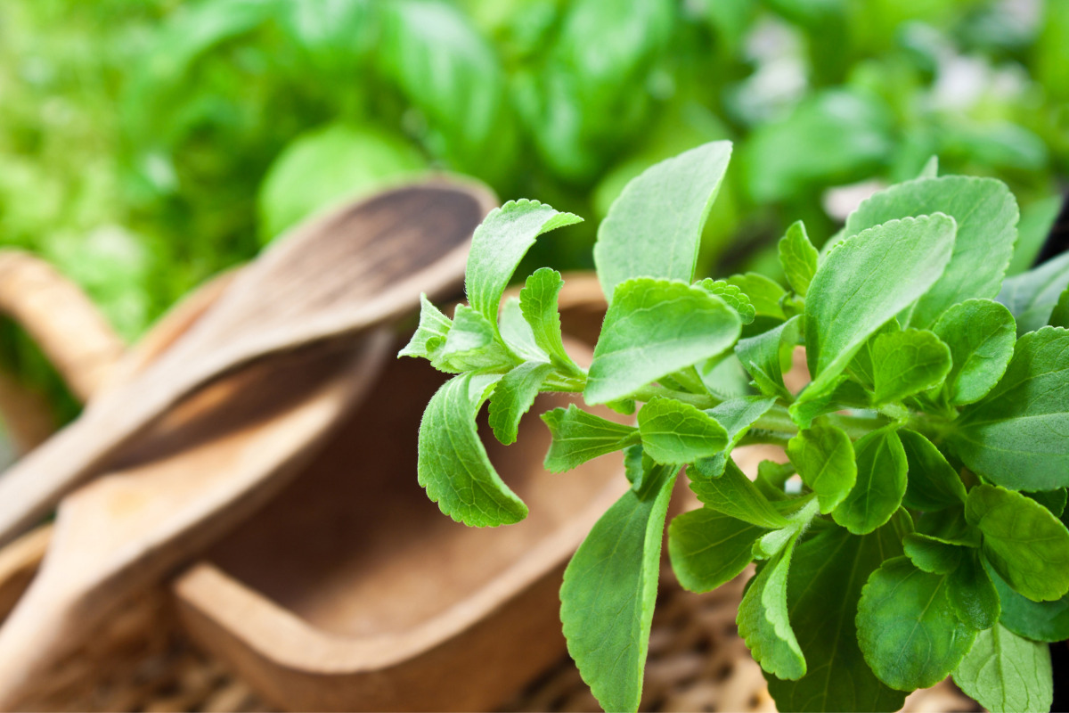 Stevia plant with wooden spoons