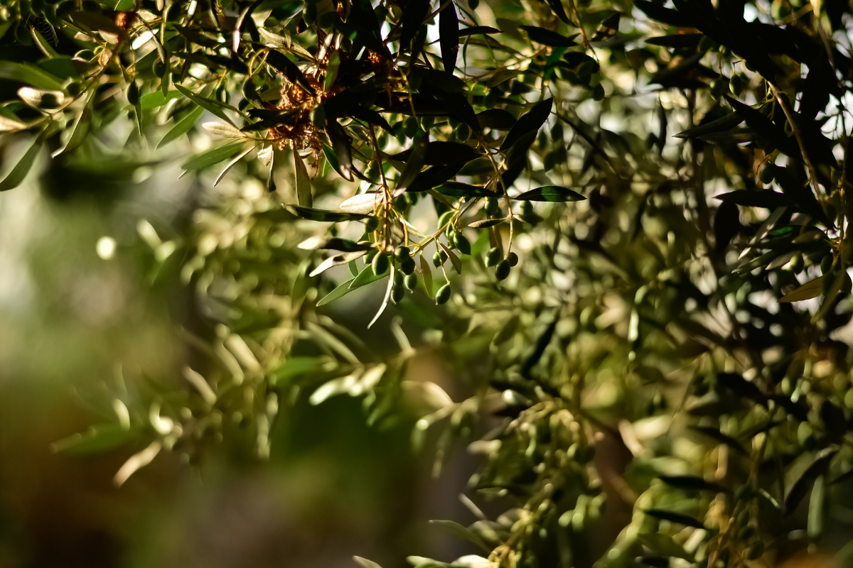 Olive tree