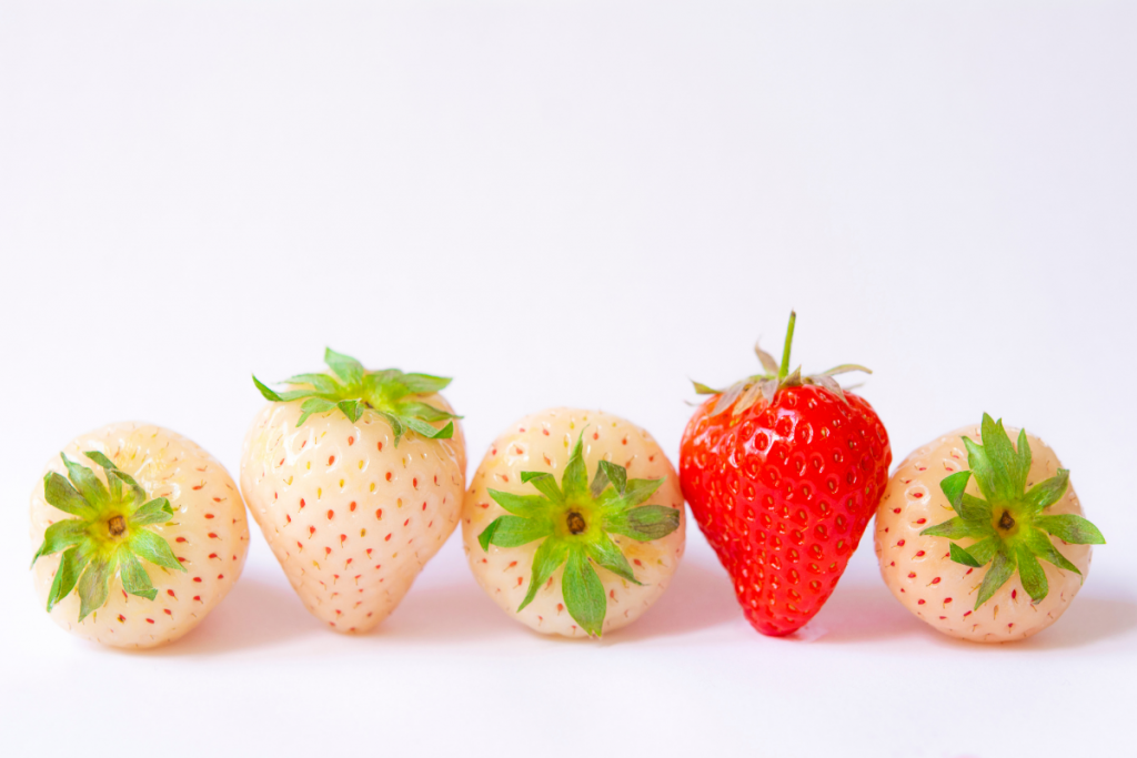 Pineberries and one strawberry in line against the white background