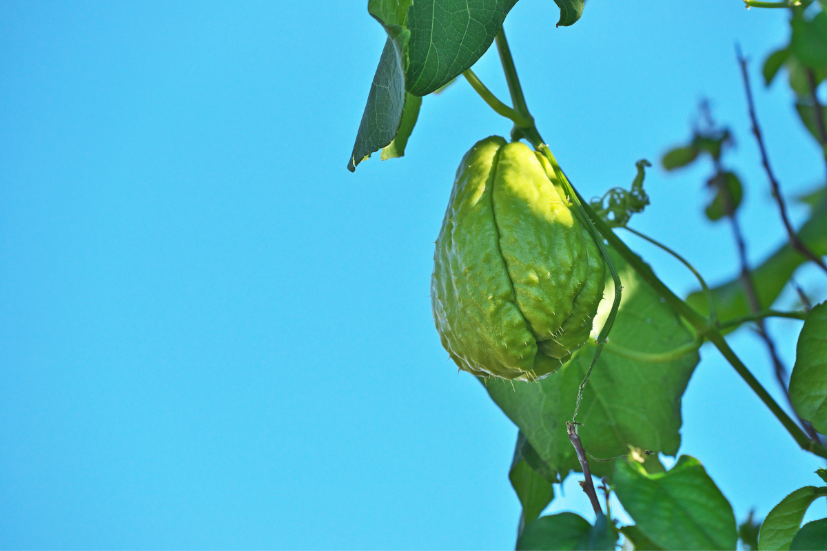 Chayote on a branch against the blue sky