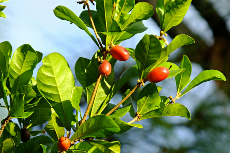 Miracle berries on the branch