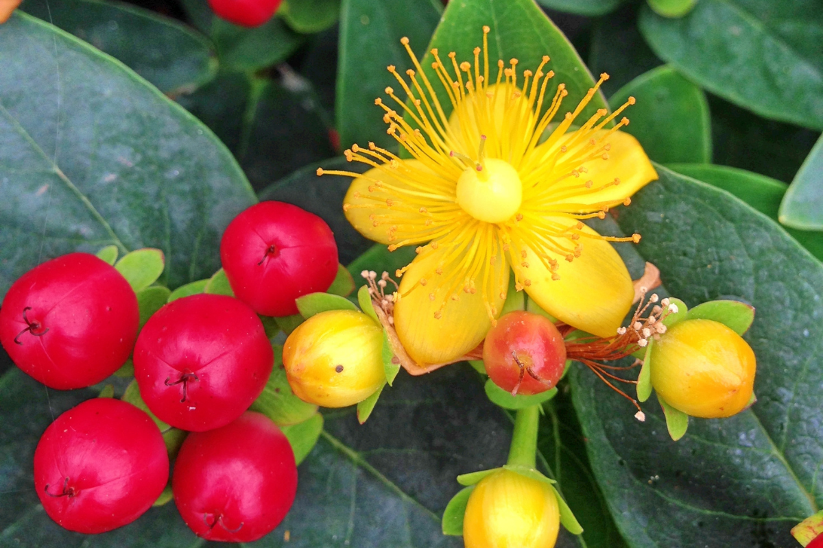Miracle berries and miracle berry flower