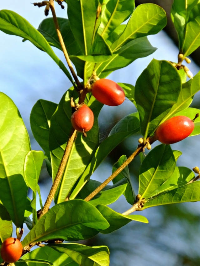 Miracle Berries Do They Really Work? Erin PalinskiWade