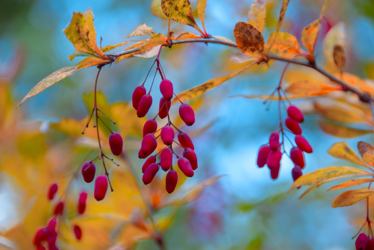 Berberine berries on a branch