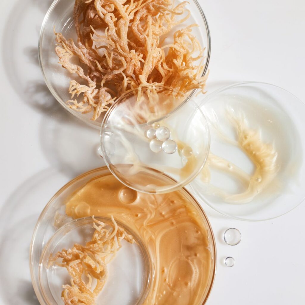 sea moss in different forms: whole, dried and gel