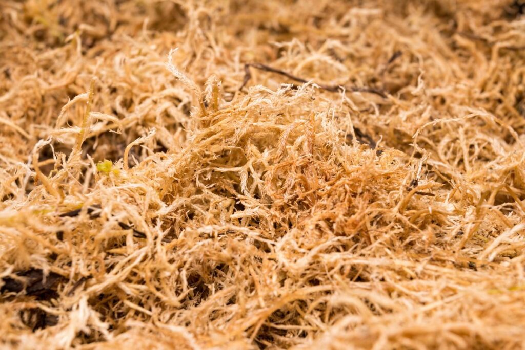 Stacked dried sea moss