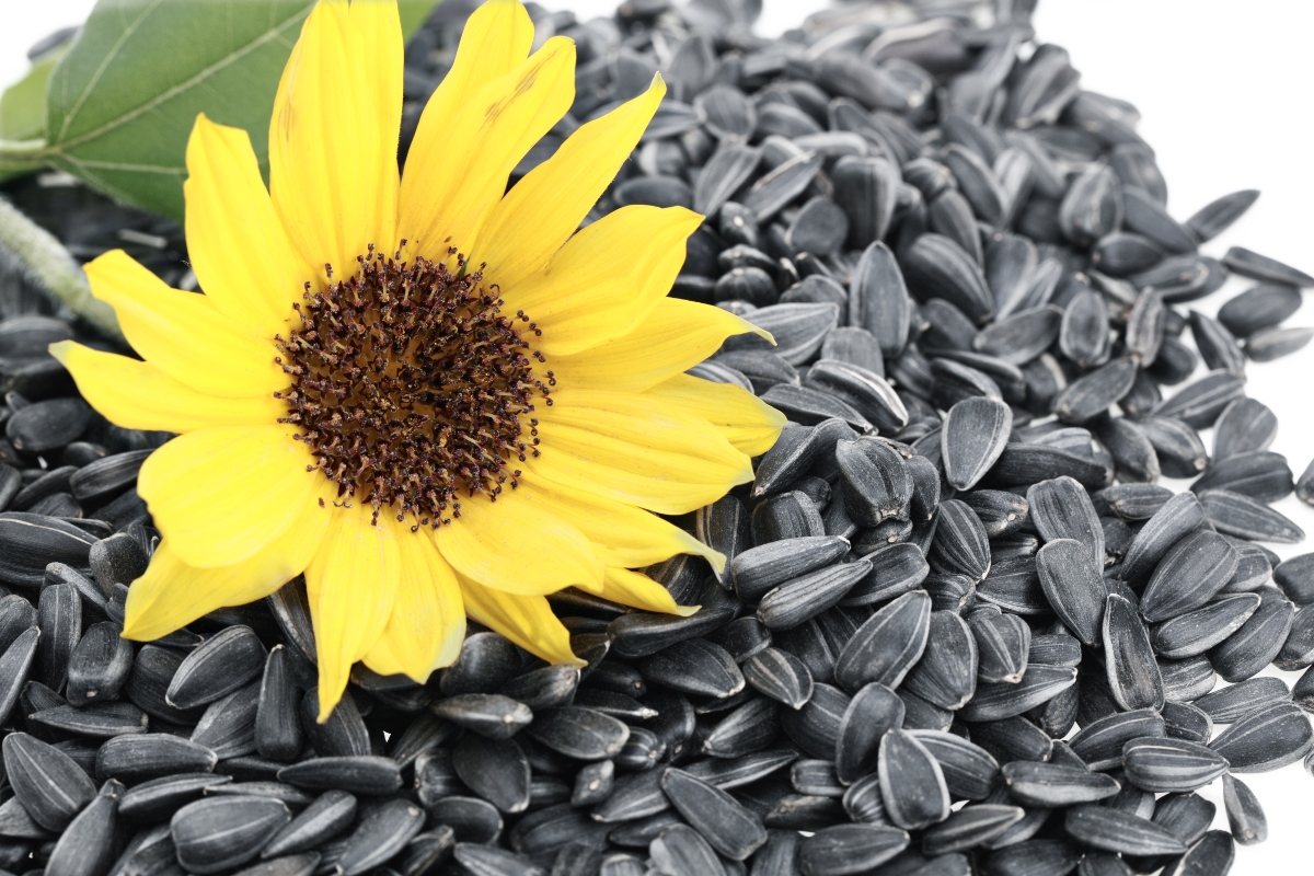 Sunflower seeds and flower