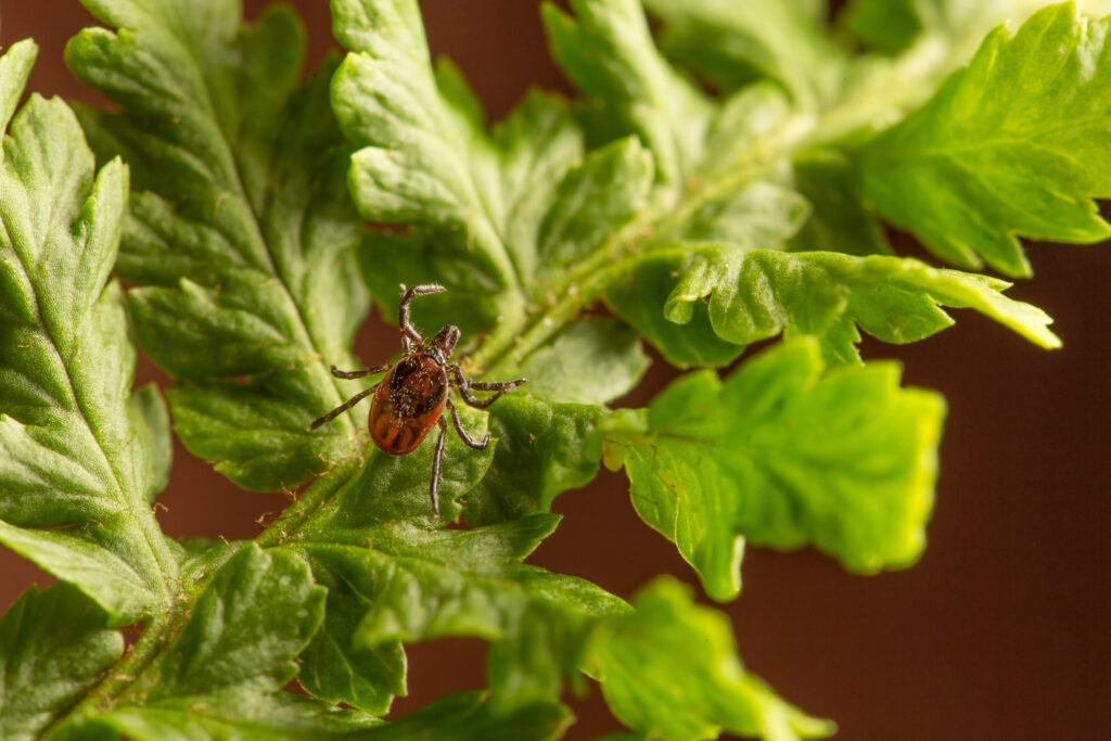 deer tick climbing on grassy leaf