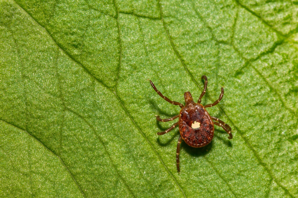 lone star tick on green leaf to show risk of alpha gal syndrome and red meat allergy diet