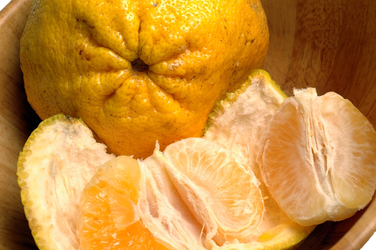 Peeled ugli fruit close-up