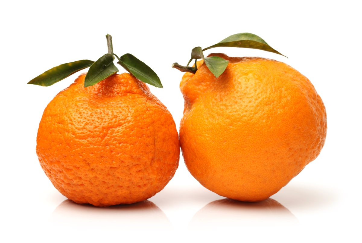 Two ugli fruits