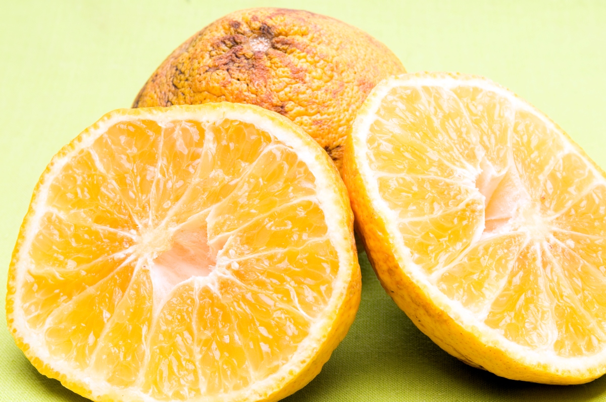 Ugli fruit cut in half