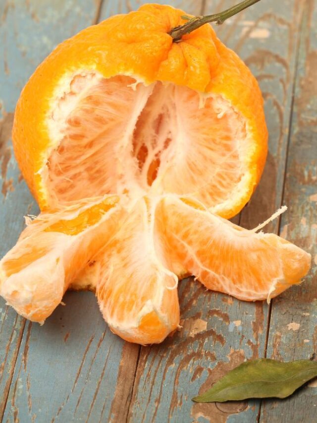 Two ugli fruits, one with skin and one half peeled