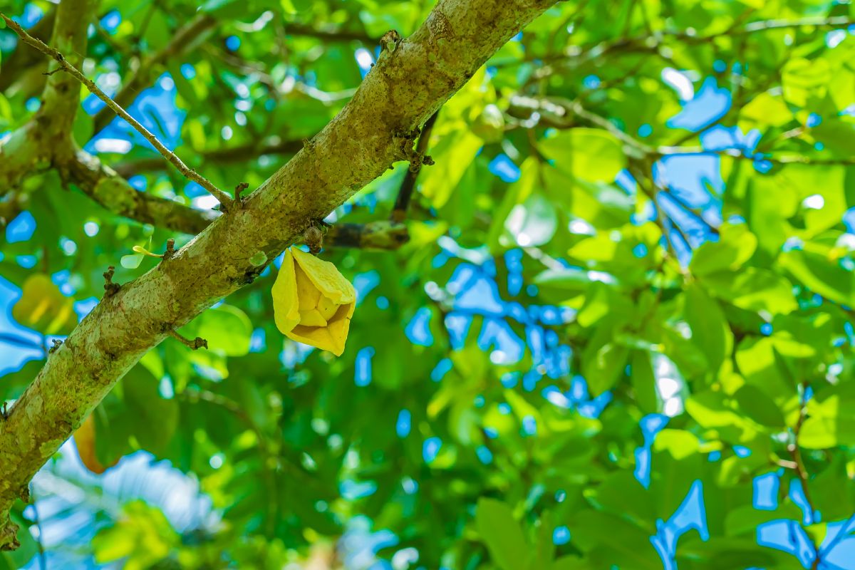 Graviola Flower on a Tree Branch