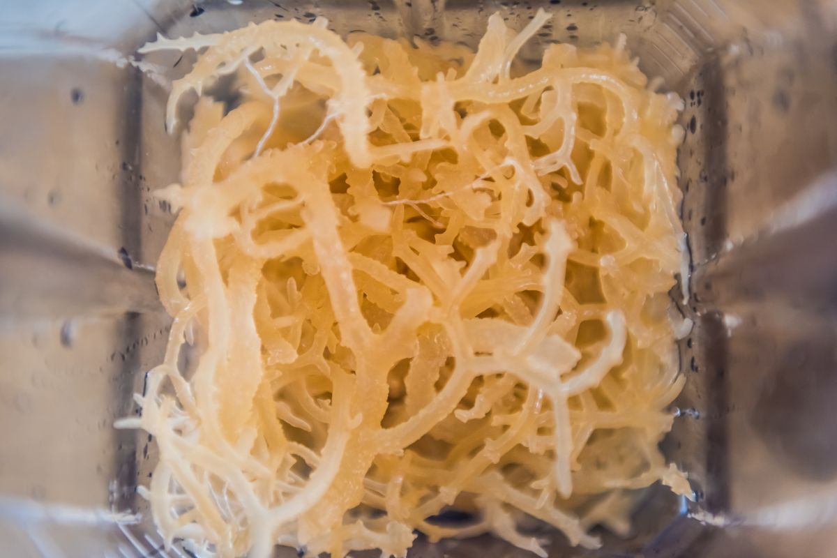 Top view of sea moss in a blender