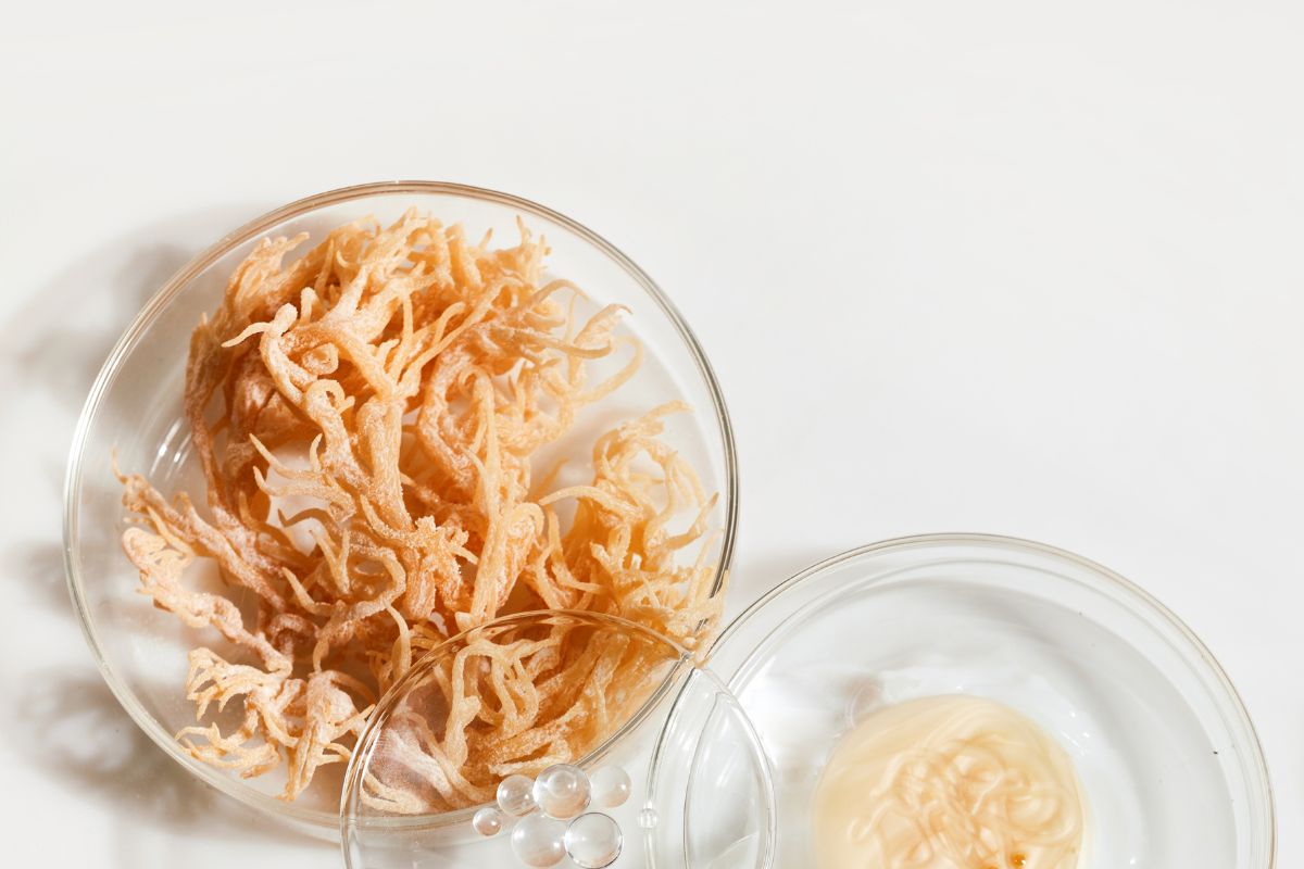 Sea moss in a glass bowl against the white background